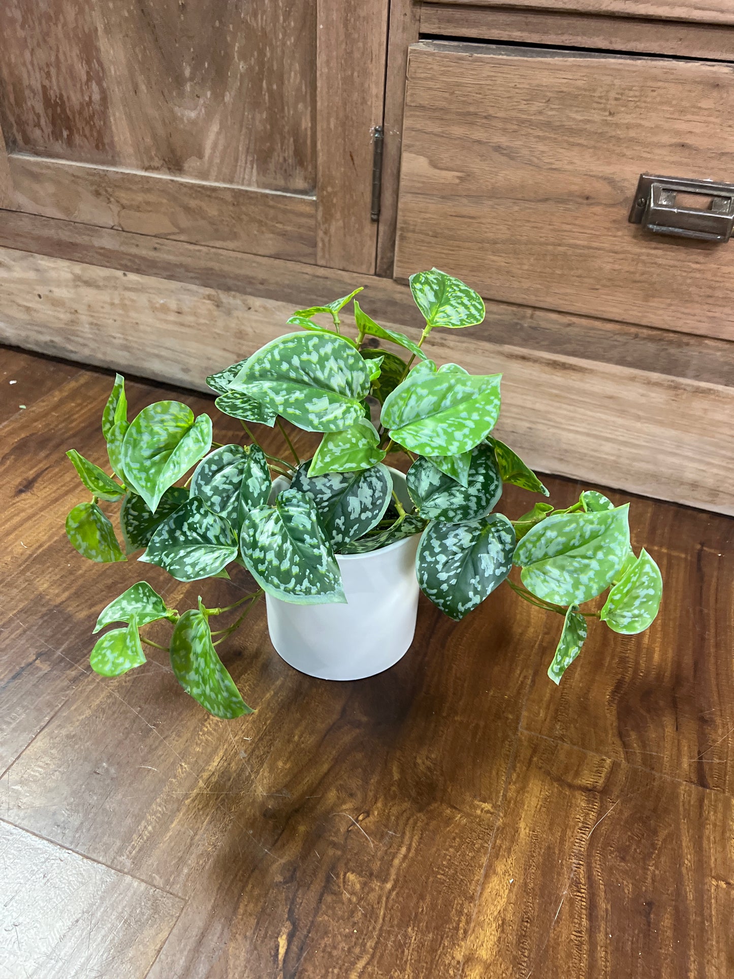Pothos White Container