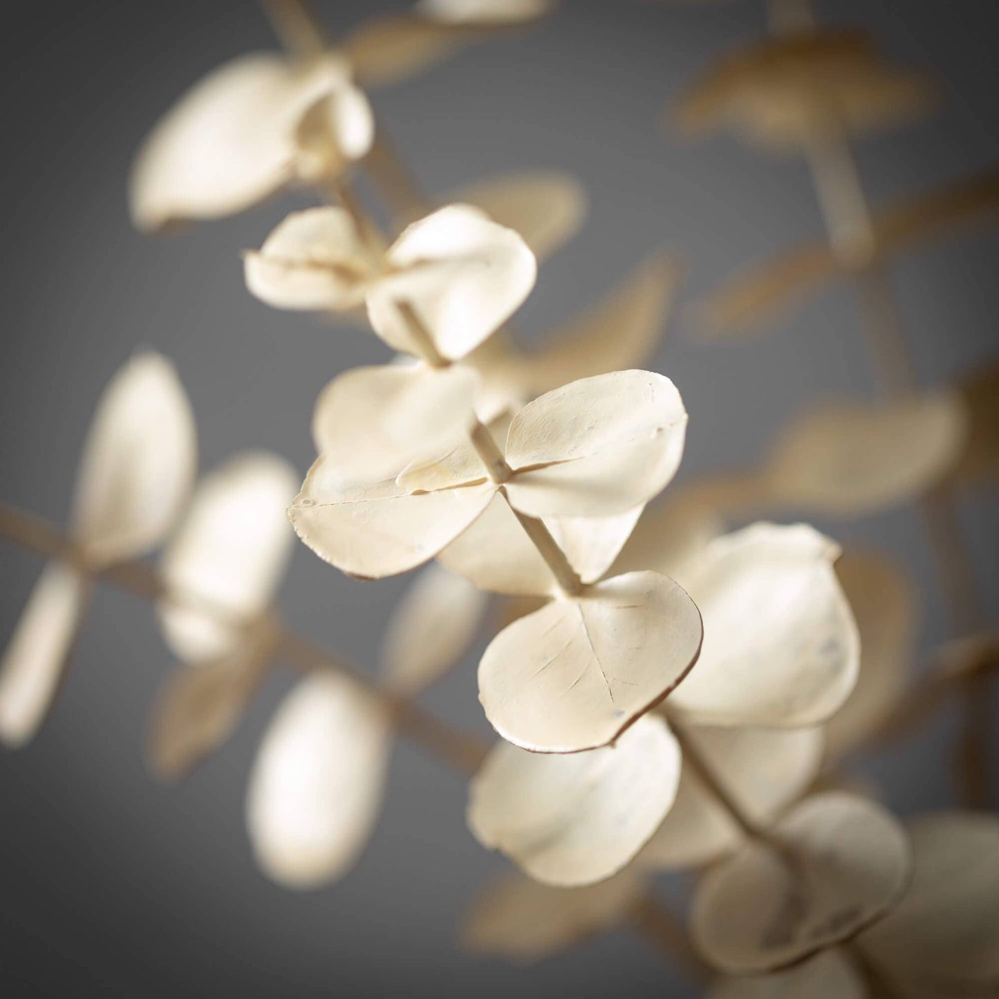 Cream Eucalyptus Spray