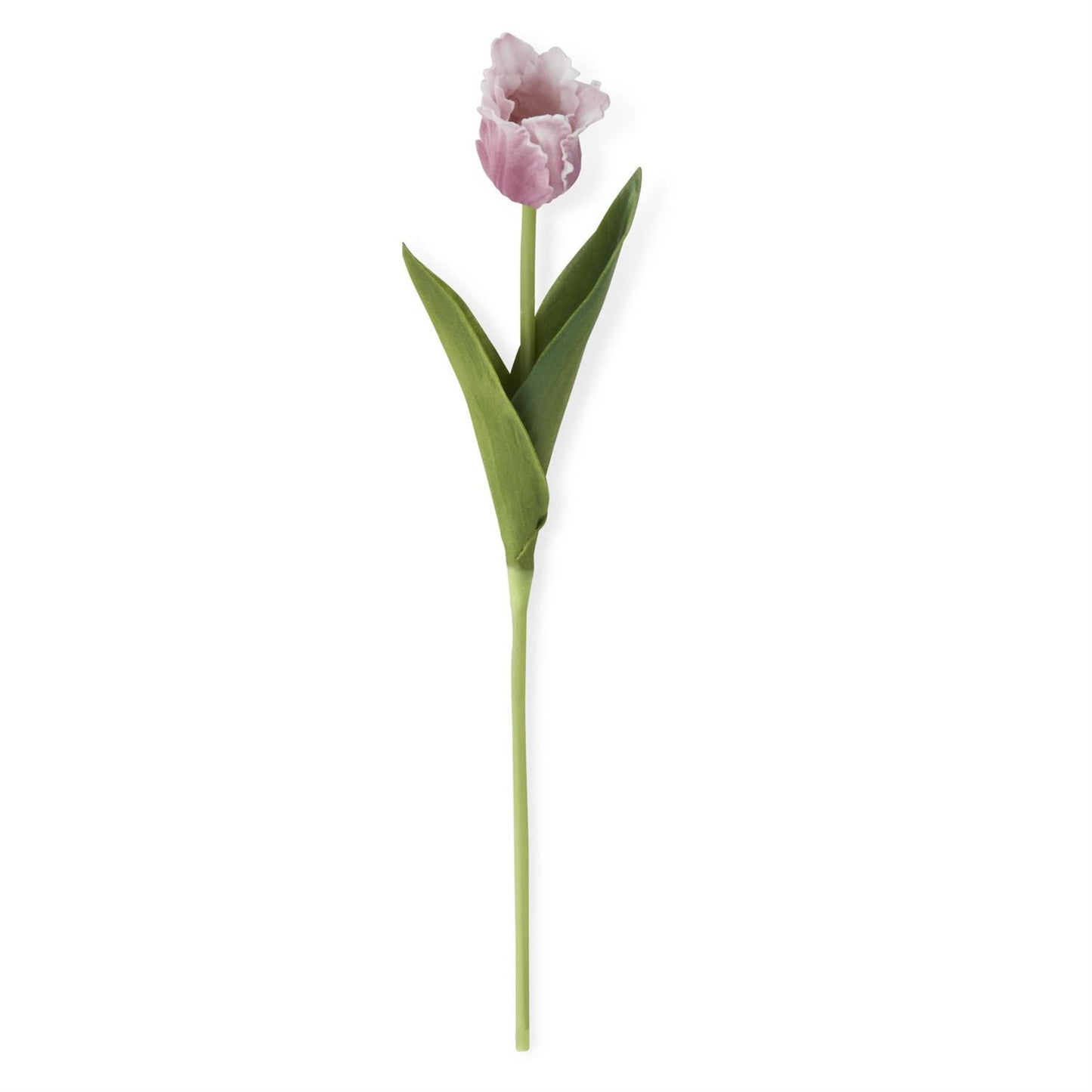 Purple Tulip
