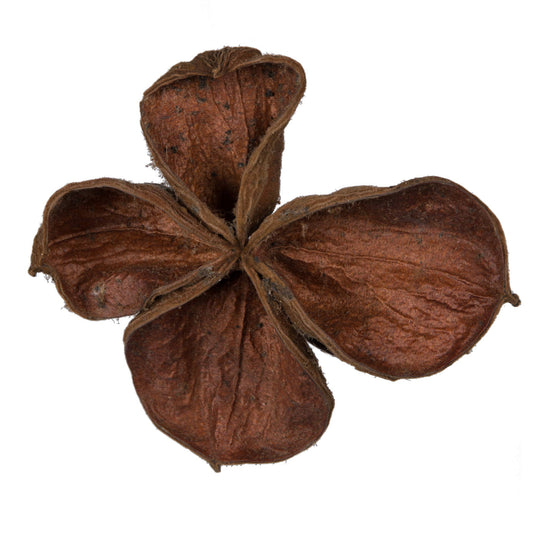 Vickerman 3.2"-4" Land Lotus