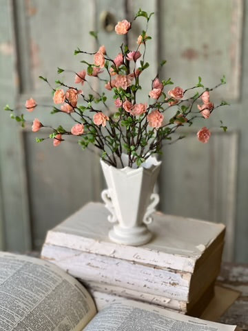 13.5 Quince Bush