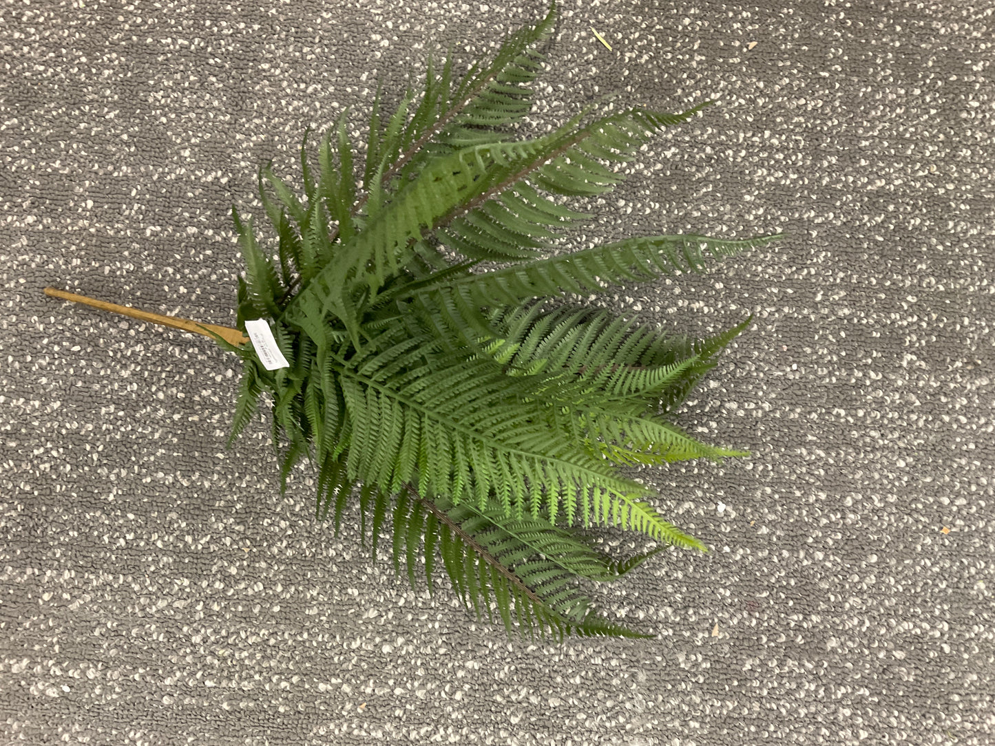 Fern Bush
