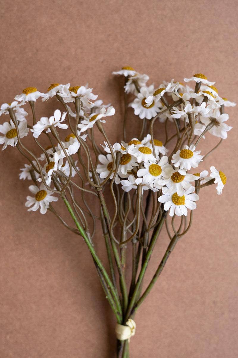 CHAMOMILE BUNDLE (6 STEMS) - WHITE