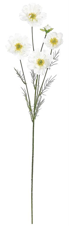 COSMOS SPRAY X6, 32"; 2.5"-3" BLOOMS, CREAM