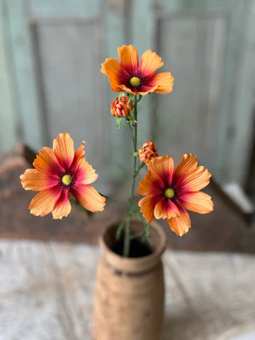 Cockle Cosmos