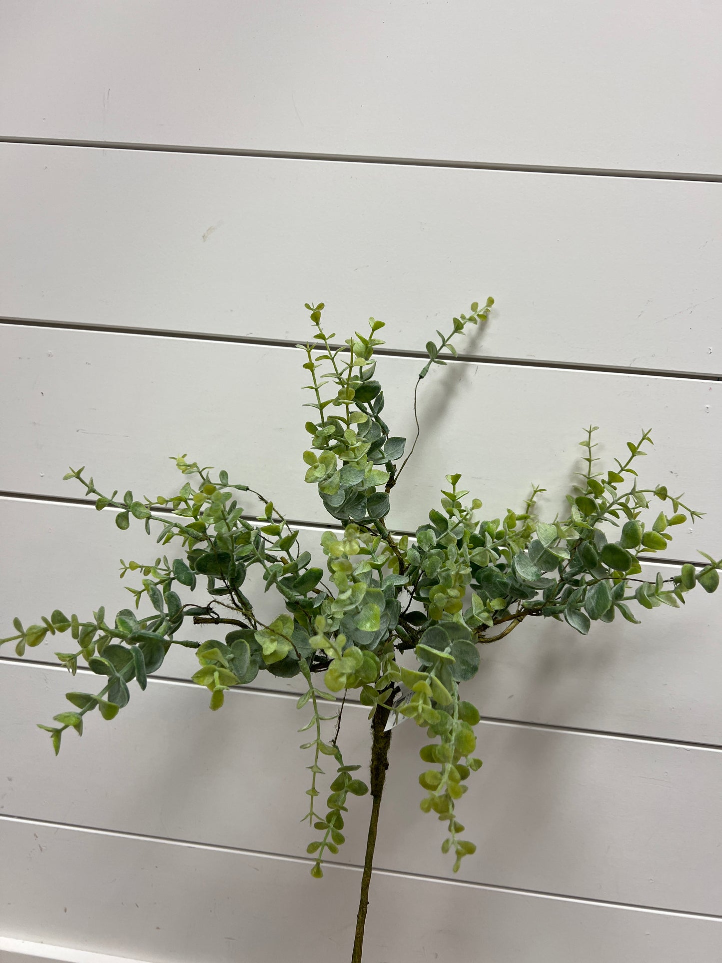 34" Mini Eucalyptus
