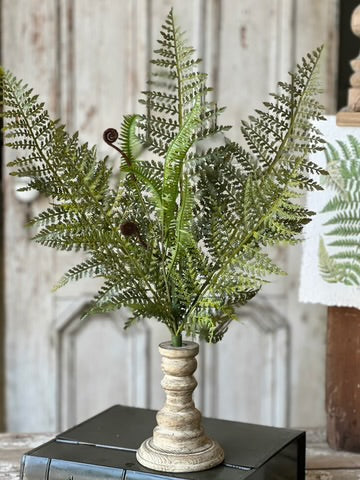 Tassel Fern Buh