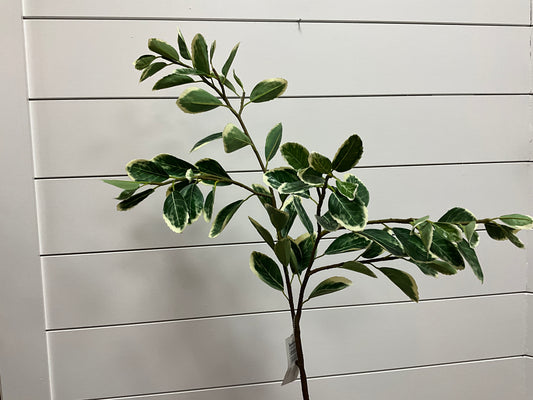 JAPANESE EUONYMUS LEAF SPRAY, 38", GREEN/CREAM