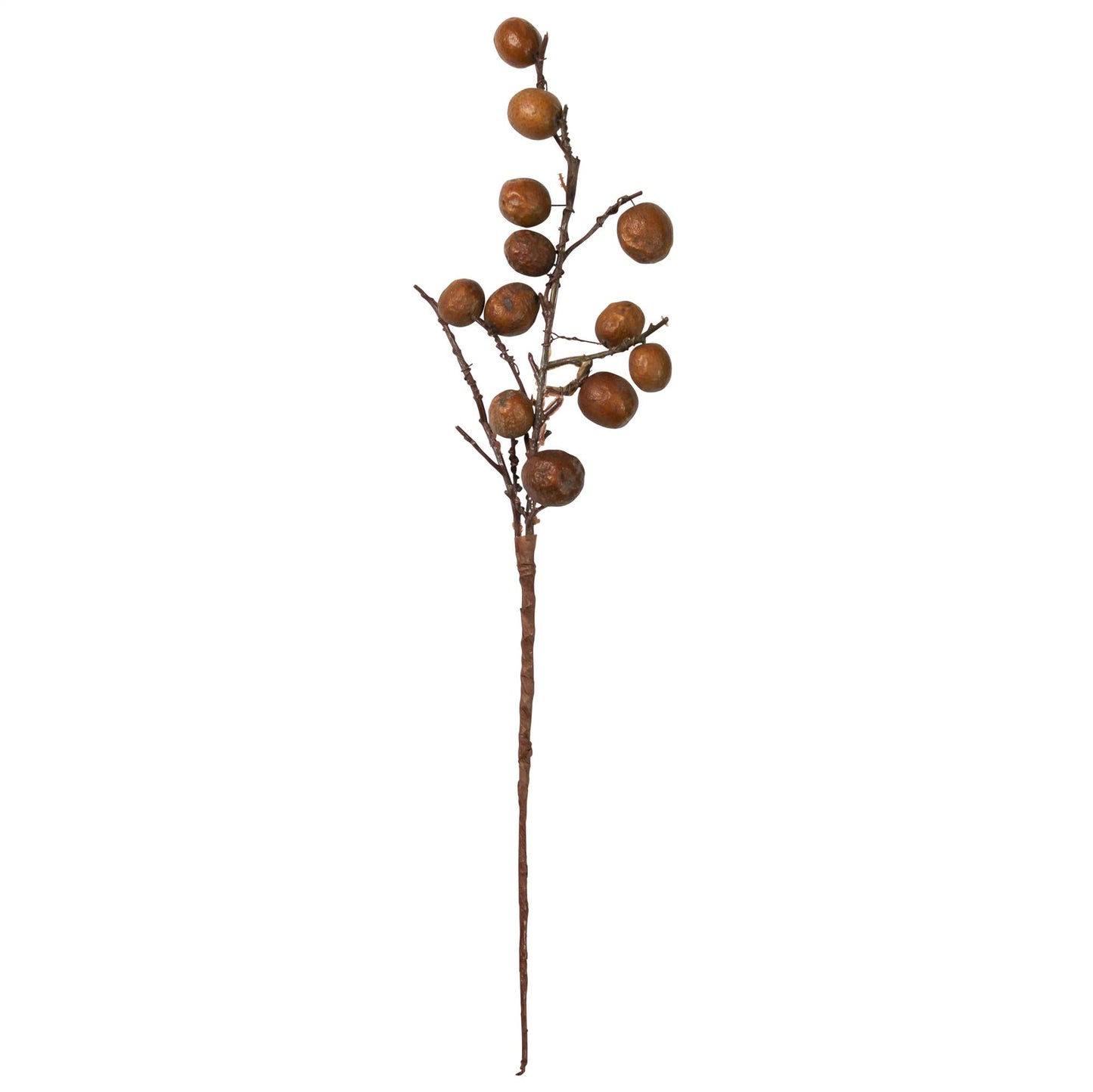 Botanical Stem - Chinaberry