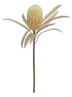 PROTEA X1, 23.5"; 5" BLOOM, WHEAT/MAUVE