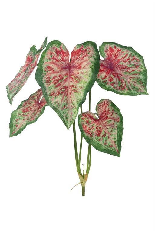 Caladium Plant X4 32" Burgundy/green