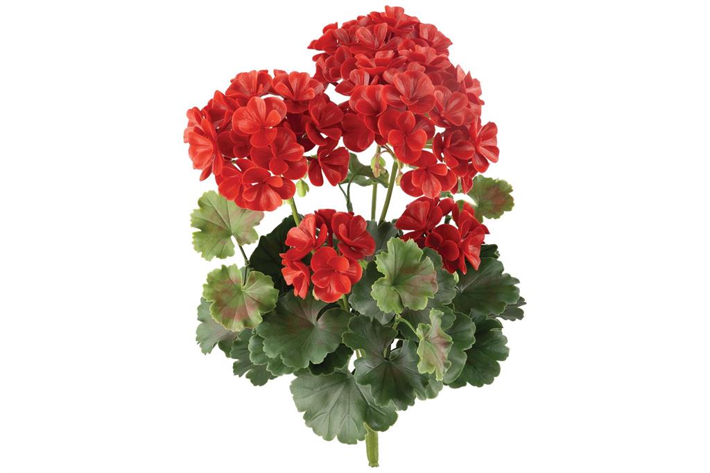 Red Geranium 14.96
