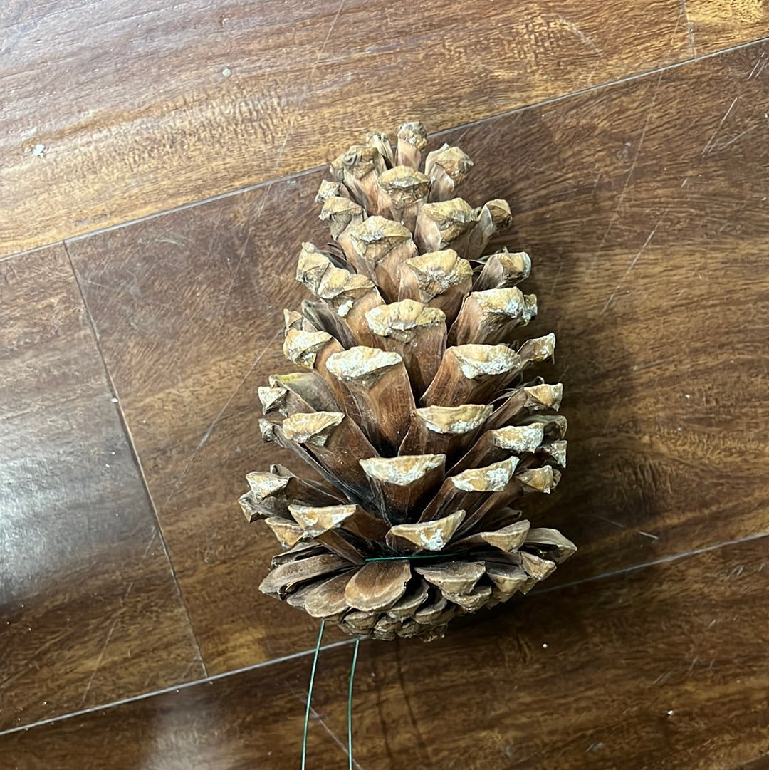 Jeffrey Pine Cones Natural
