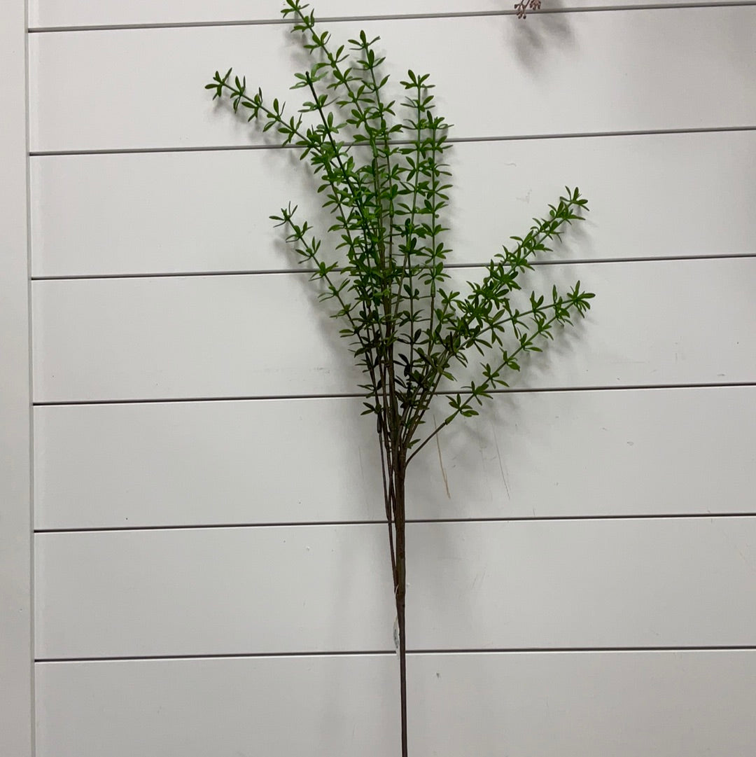 AEONIUM SPRAY W/CLUSTERS