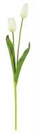 White Tulip