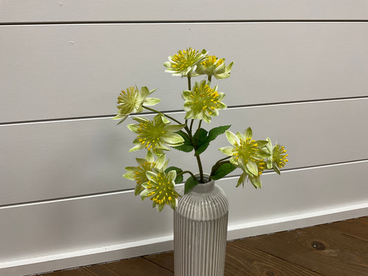 Armeria Spray 2" Green