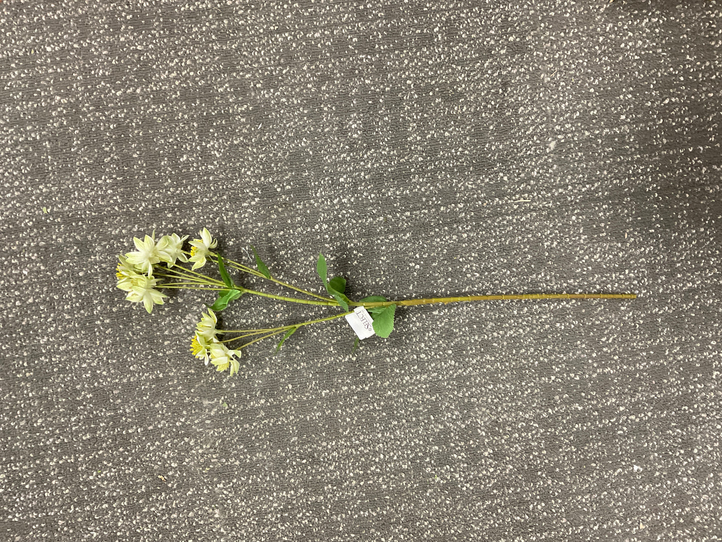 Armeria Spray 2" Green