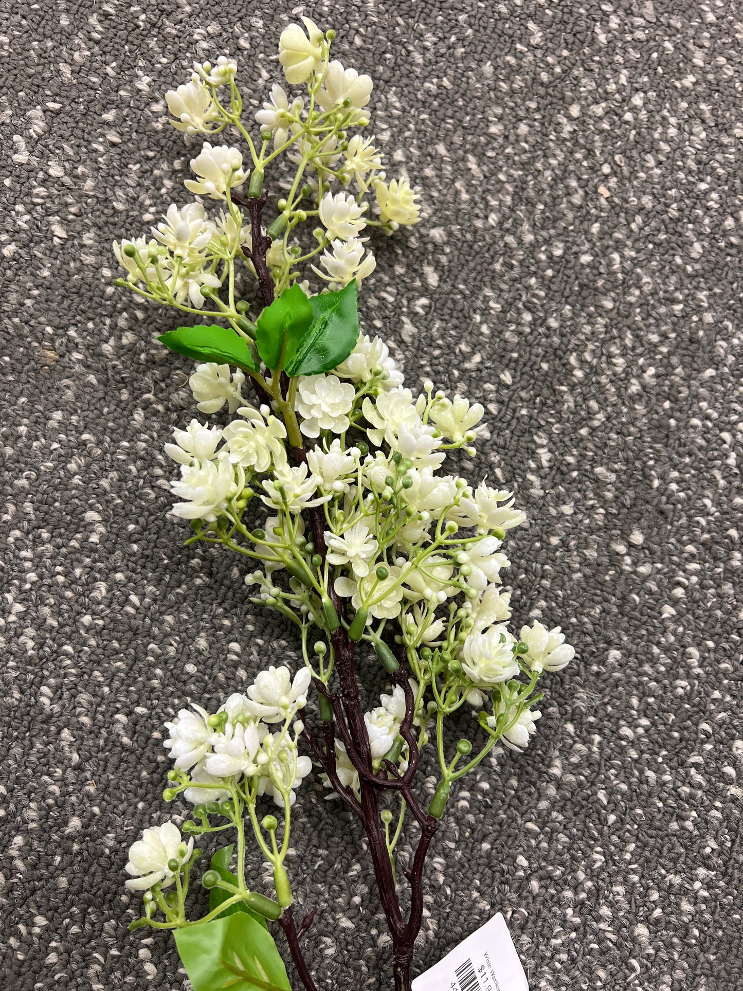 White Waxflower
