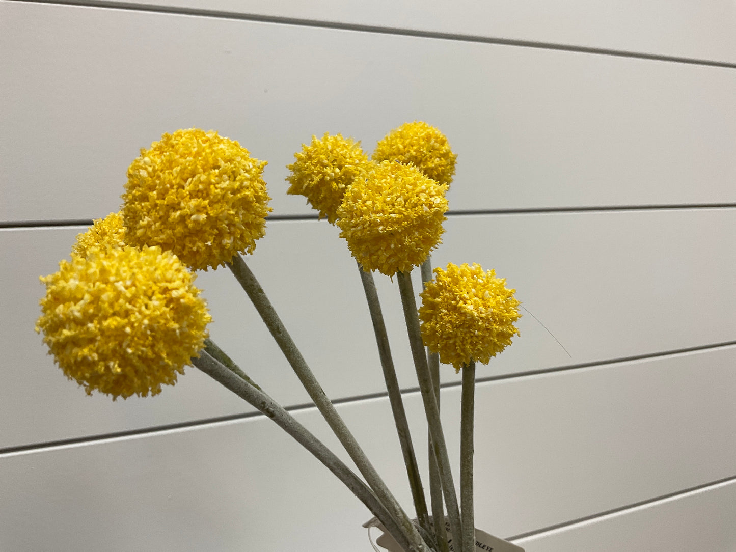 Yellow 13" Billy Button Bundle