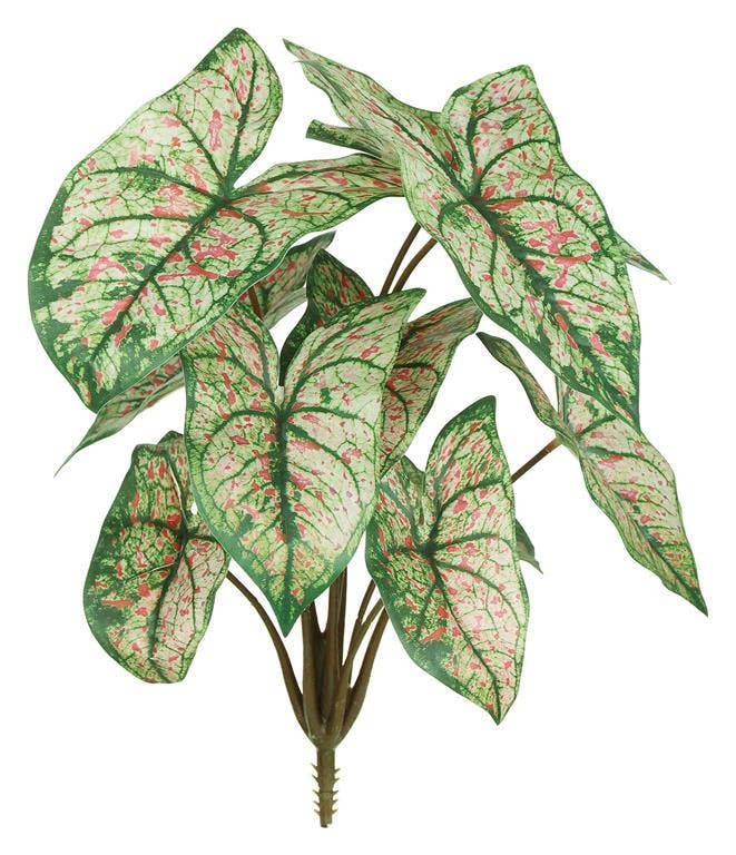 Caladium Bush, 15", Green/cream/pink