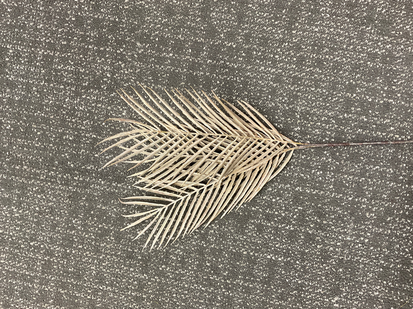 Palm Frond x3 Tan