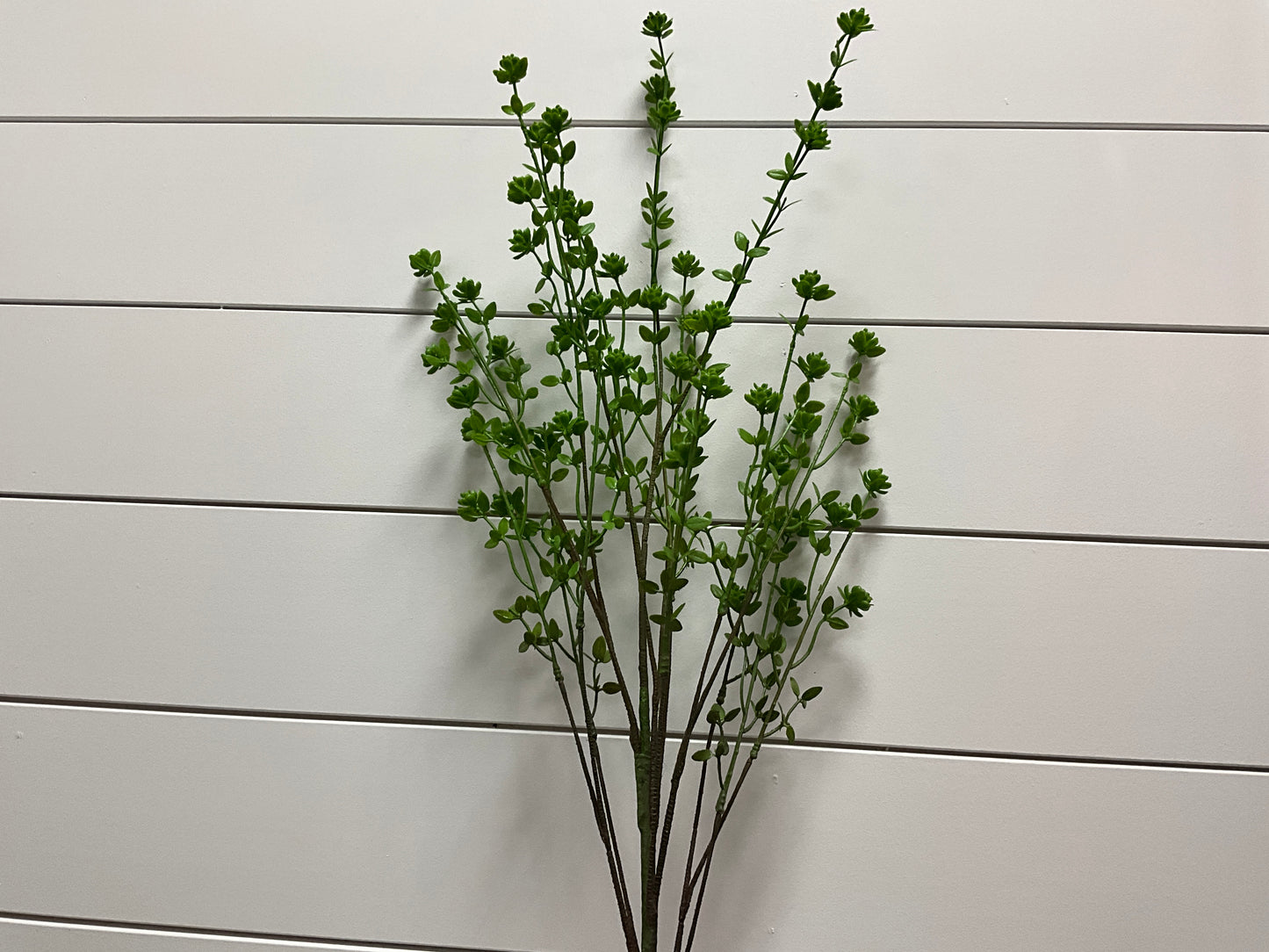 Aeonium Spray w/ Clusters