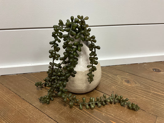 Baby Tears Vine, 20" Green