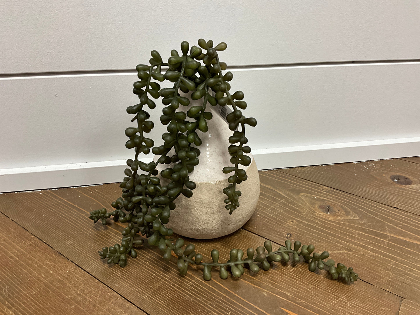 Baby Tears Vine, 20" Green