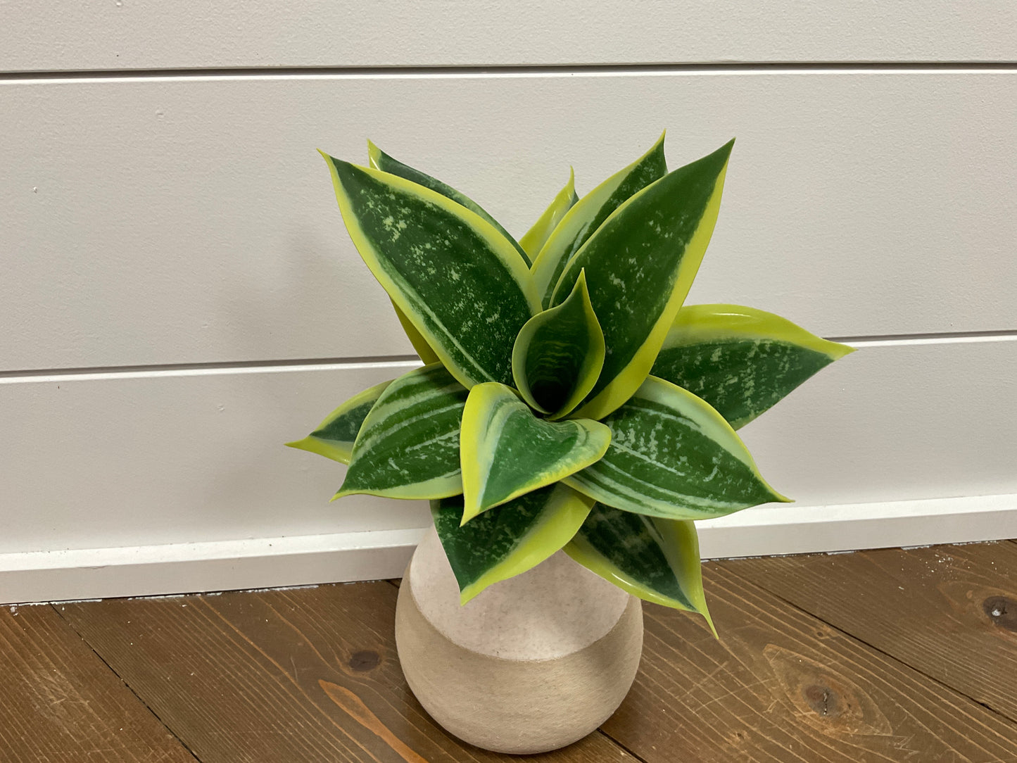 Snake Plant 10" Green