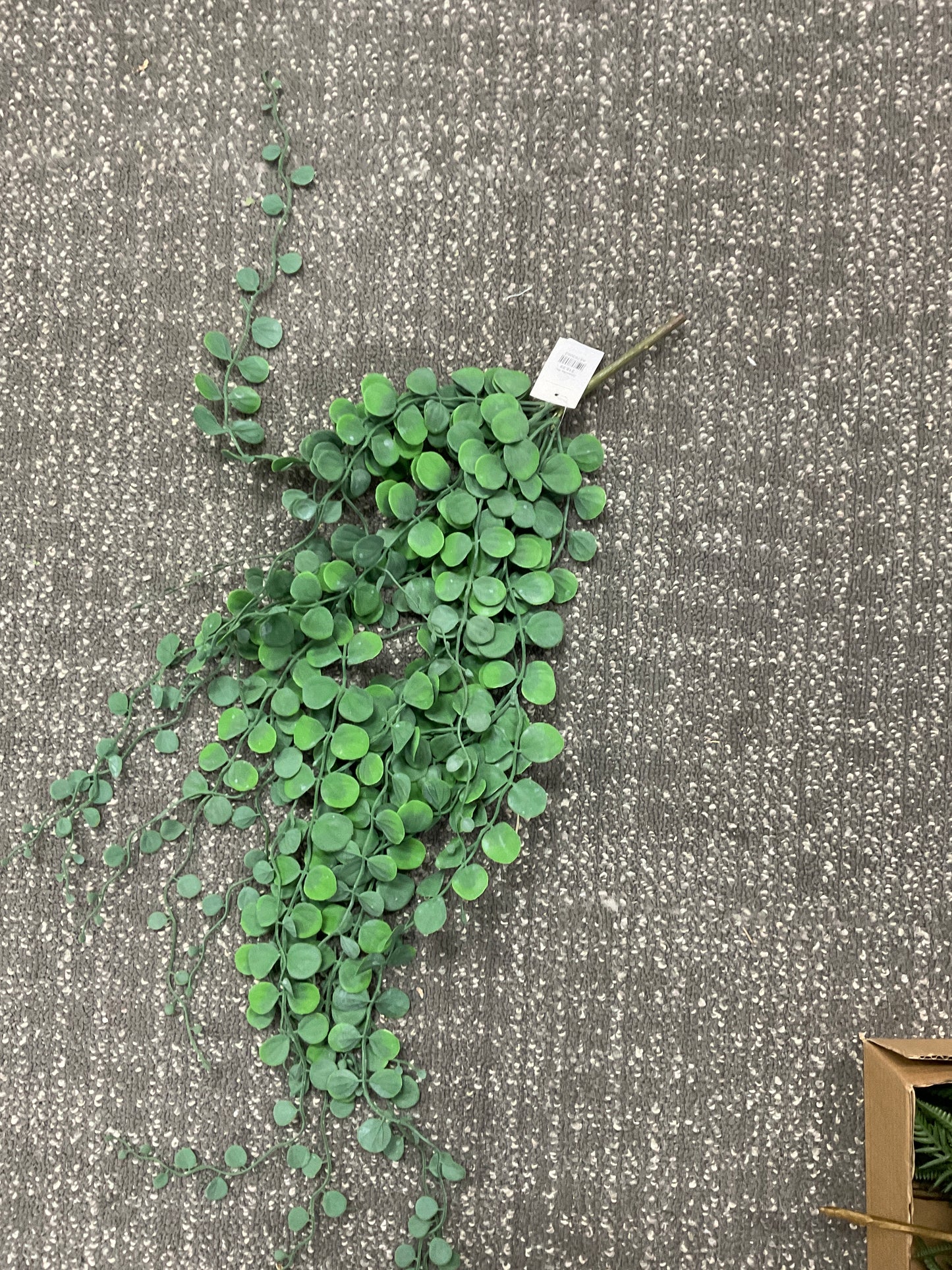 Zamioculus Vine 28" Sage