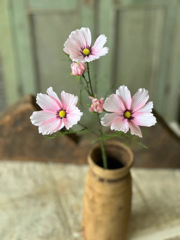 Cockle Cosmos