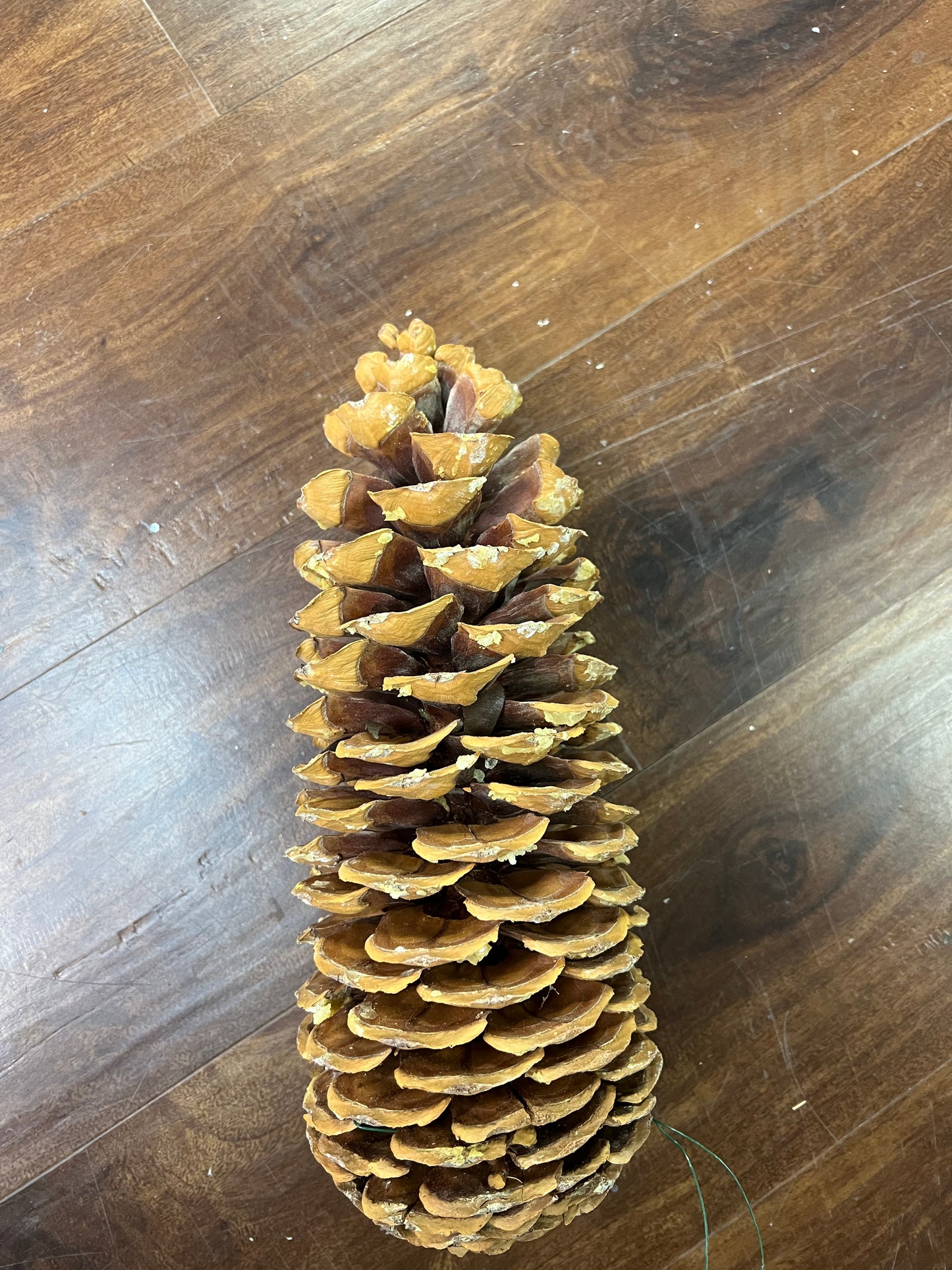 Sugar Pine Cones- Natural Wired