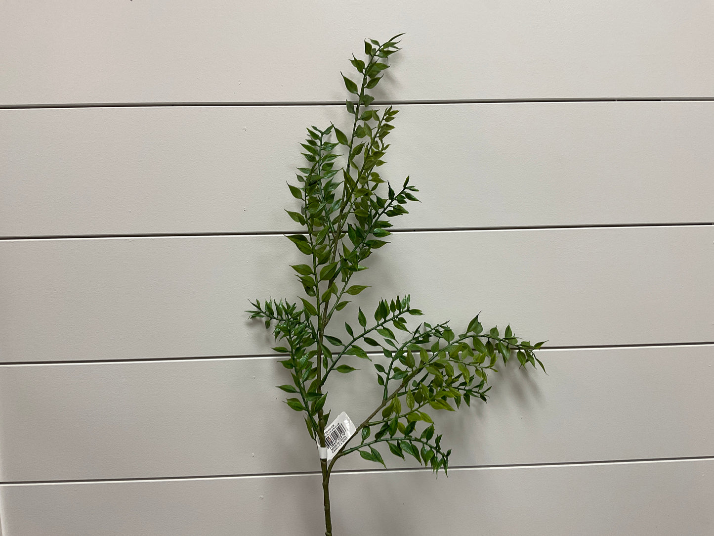 Ruscus Spray Gr
