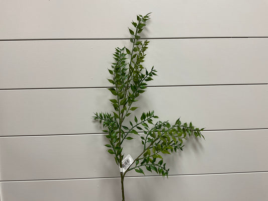 Ruscus Spray Gr