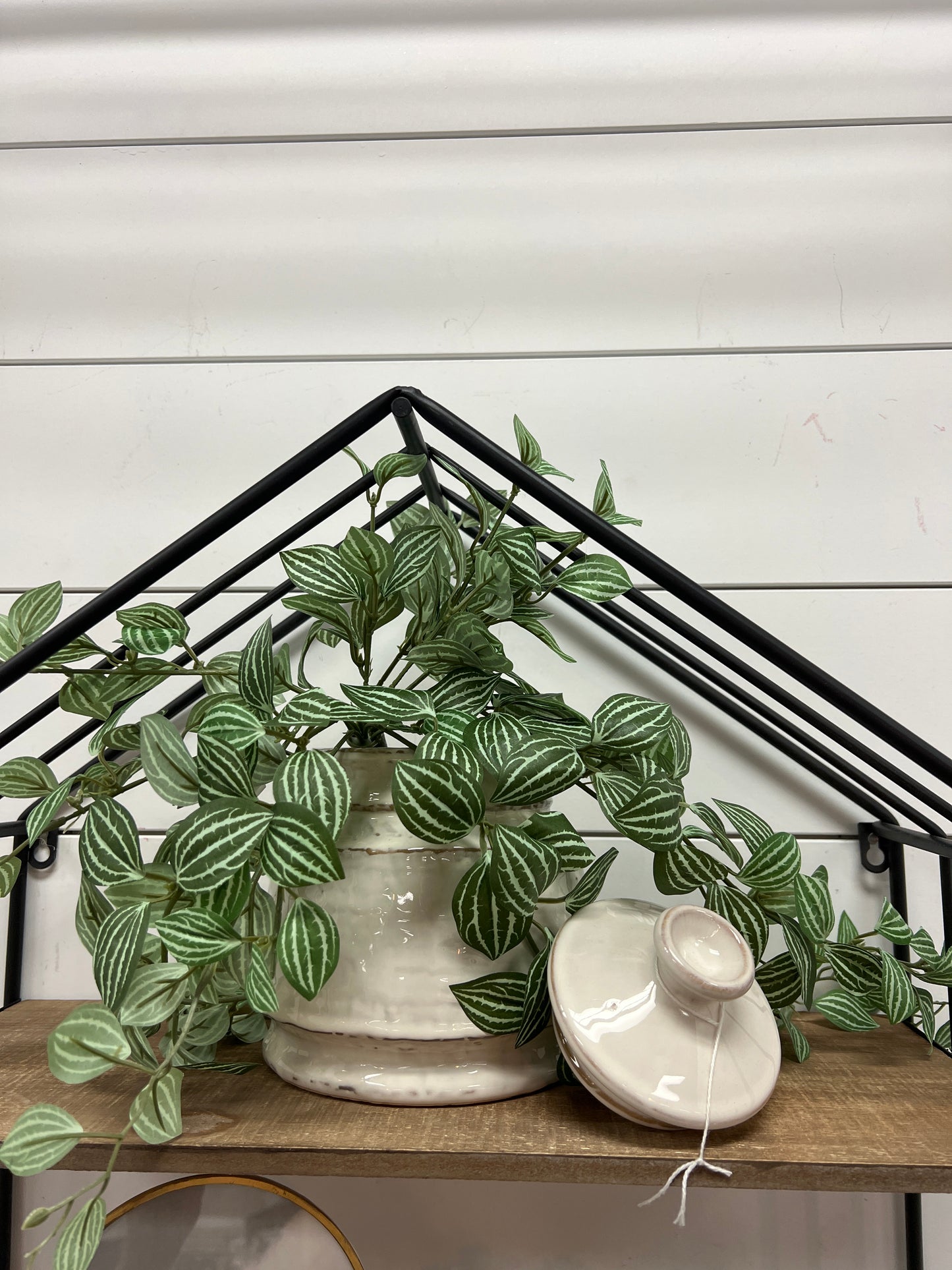 Mini Watermelon Peperomia