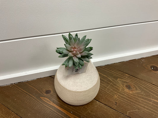 Finger Echeveria 6" Sage
