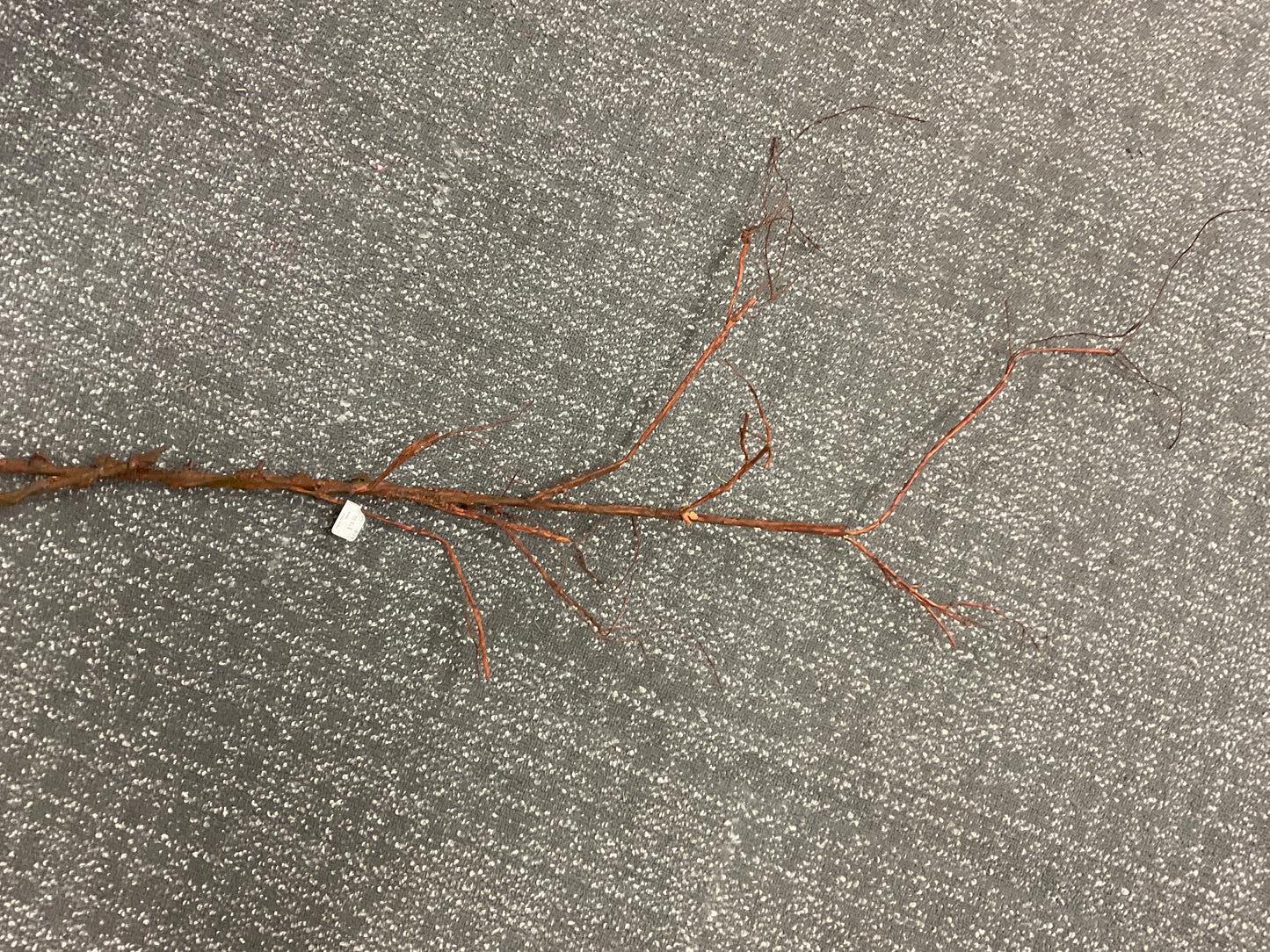 71" Natural Branch-Natural : 71"