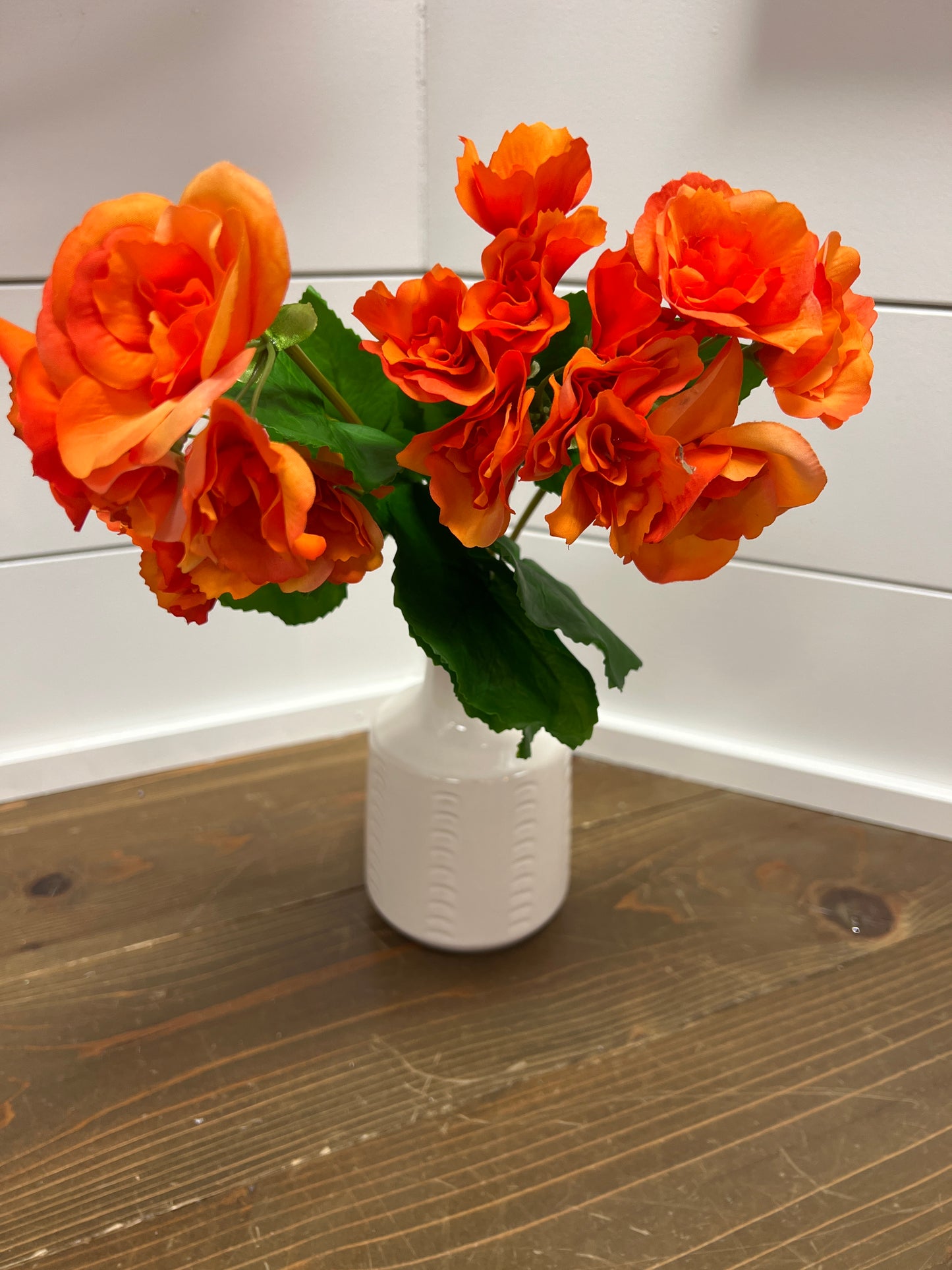 UV Orange Begonia Bush