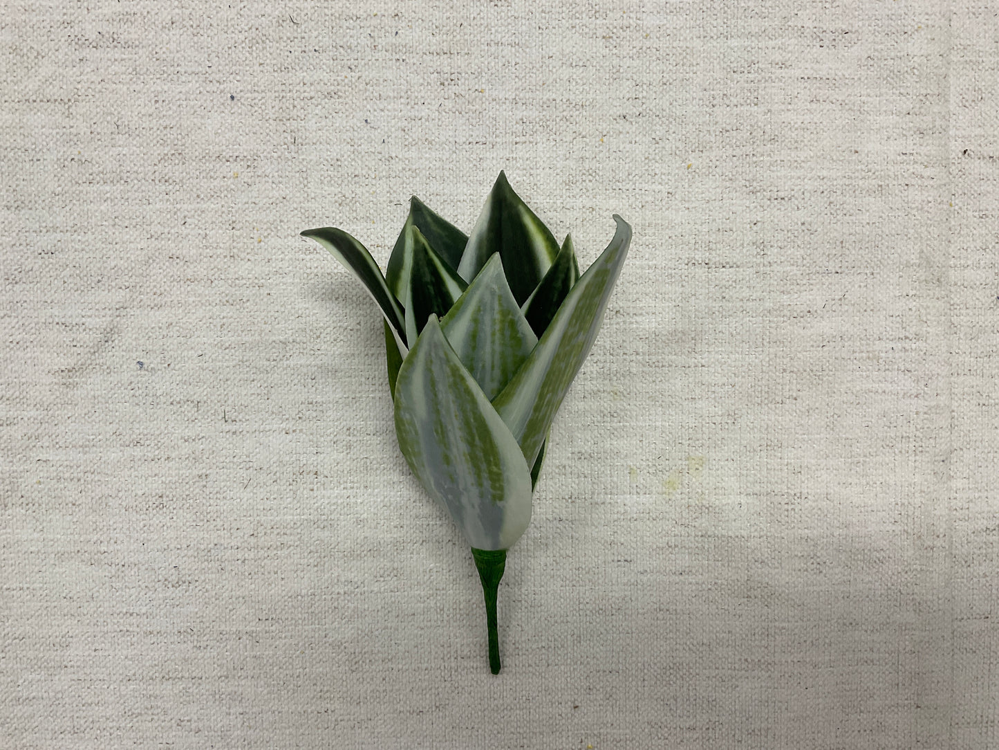 8" Mini Bromeliad Plant VG