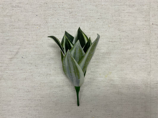 8" Mini Bromeliad Plant VG