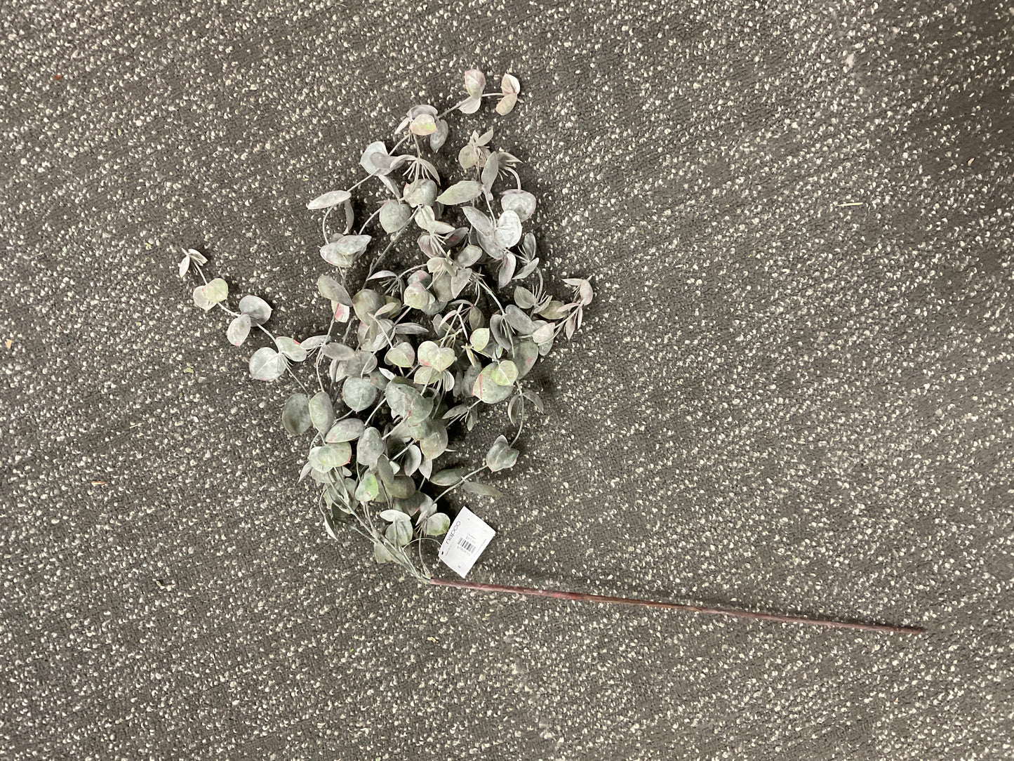 Eucalyptus Hanging Vine