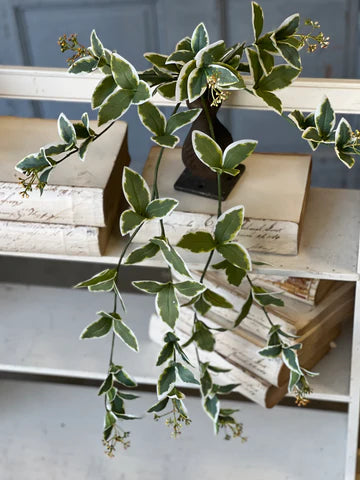 Cupid Vine Hanging