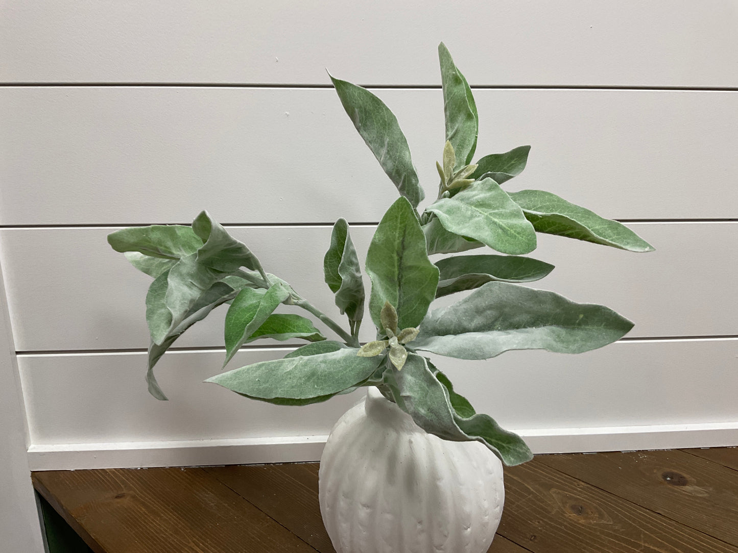 Lamb's Ear Spray GR/GY