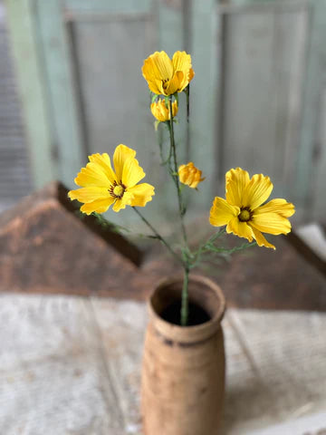 Cockle Cosmos
