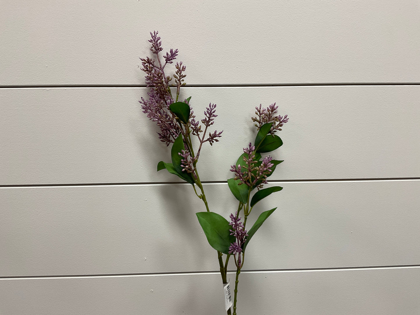 Purple Lilac Bud