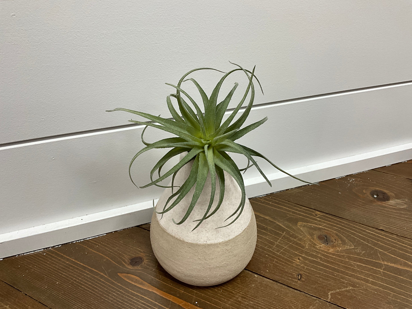 7" Frosted Tillandsia