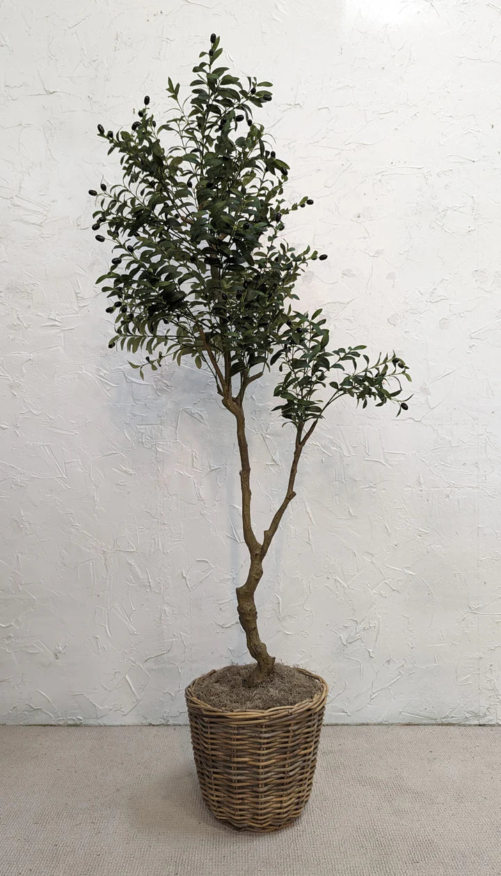 Olive Tree Potted