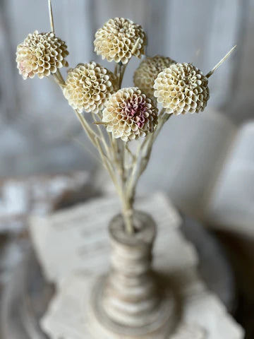 Lollipop Dahlia