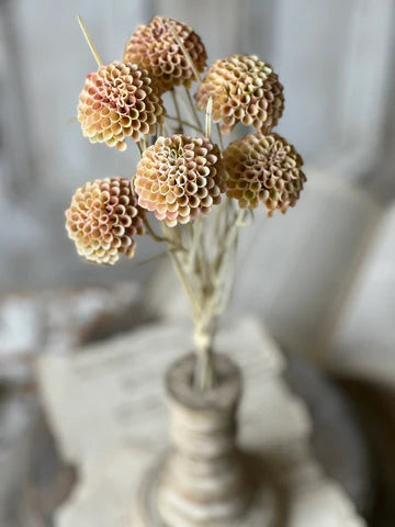 Lollipop Dahlia