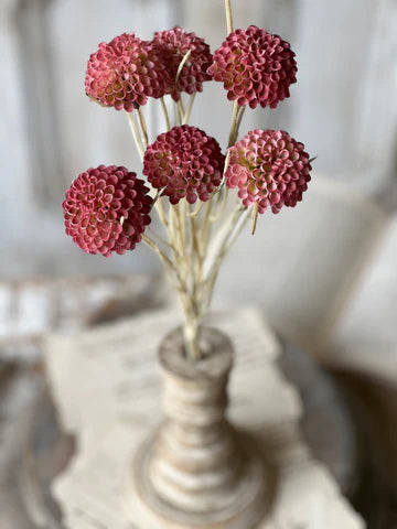 Lollipop Dahlia
